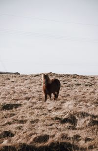 View of a horse on field