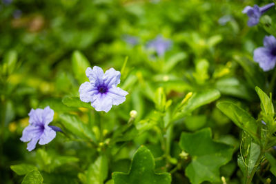 Close-up of purple flowering plants