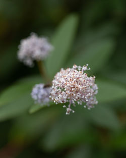 Close-up of flowering plant