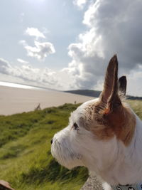 Close-up of dog by sea against sky