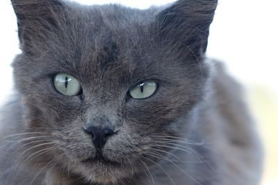 Close-up portrait of a cat