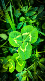 High angle view of plant