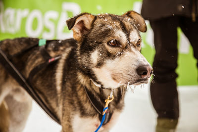 Beautiful alaska husky dogs at the finish line of a sled dog race. 