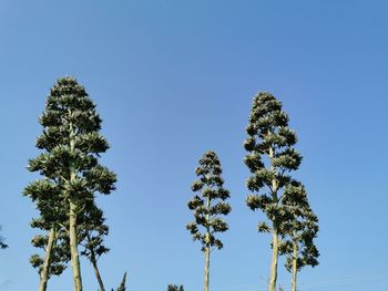 Low angle view of tree against clear blue sky