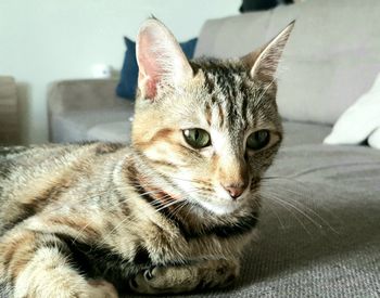 Close-up portrait of cat