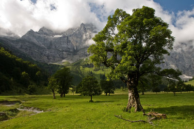 Scenic view of trees on field against sky