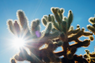 Low angle view of cactus against sky