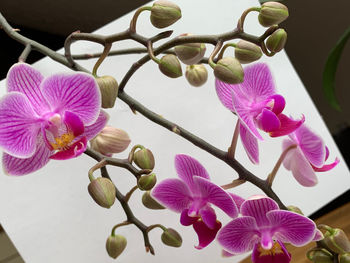 Close-up of pink orchids