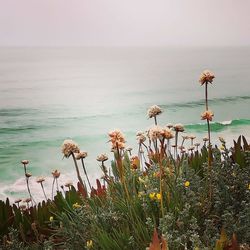 Plants by sea against sky