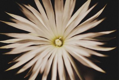 Close-up of white flower