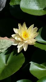 Close-up of water lily blooming outdoors