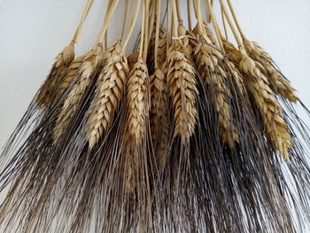 High angle view of crops on white background