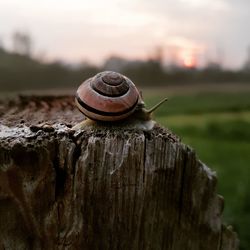 Close-up of snail on rock