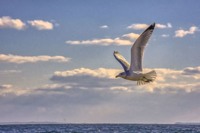 Seagull flying over sea against sky