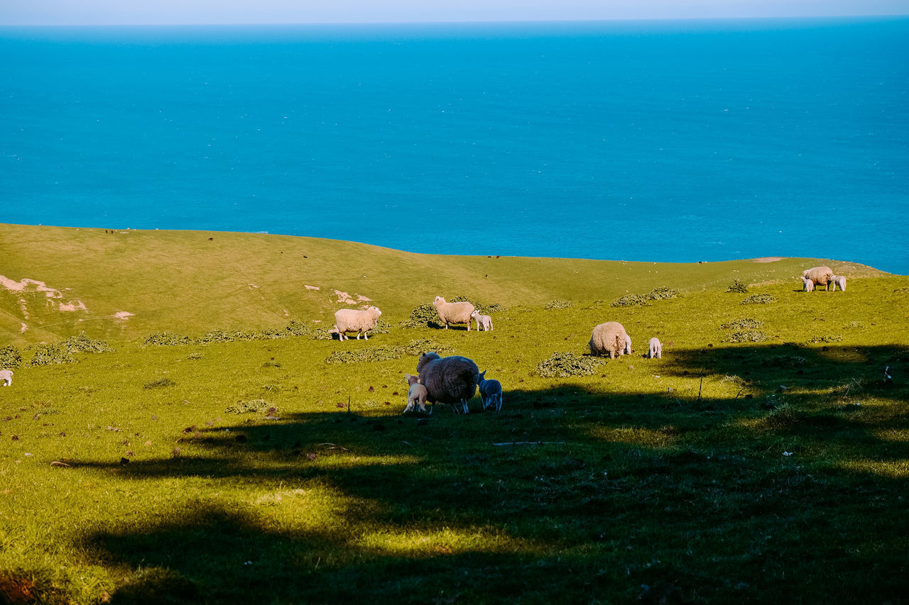 VIEW OF SHEEP GRAZING IN FIELD