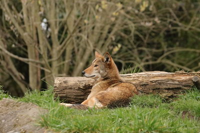 Fox on grassy field