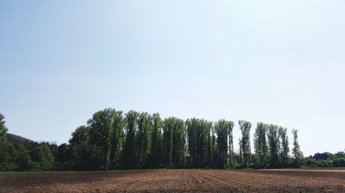 Trees against clear sky