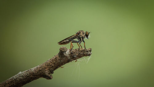 Close-up of insect on twig