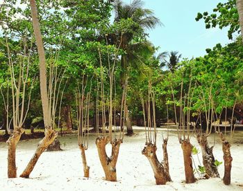 Scenic view of lake in forest