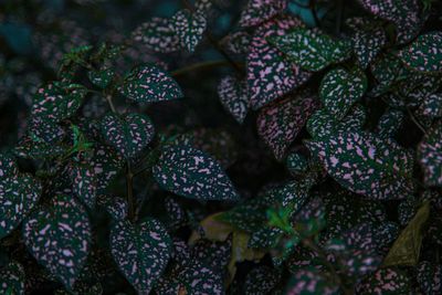 Full frame shot of purple berries