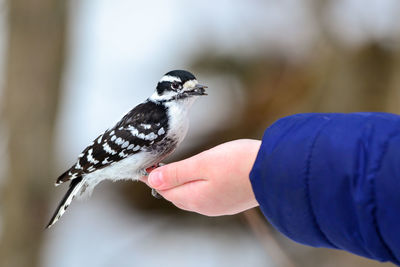 Close-up of bird perching on hand 