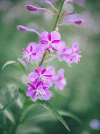 Close-up of pink flowering plant