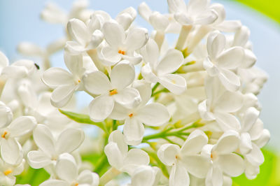 There are a lot of white lilac blossoms.