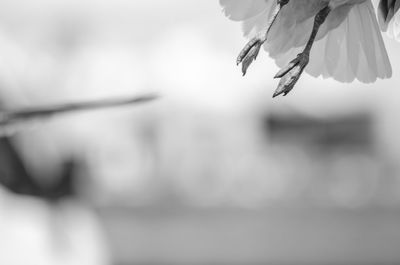 Close-up of bird flying against blurred background
