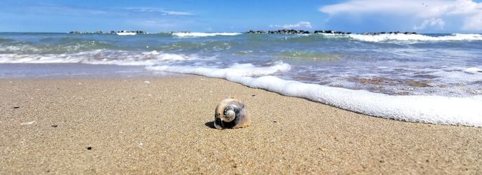 View of crab on beach