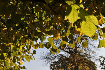 Low angle view of maple leaves on tree