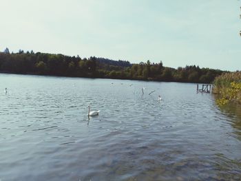 View of swans swimming in lake