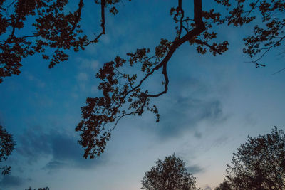 Low angle view of tree against sky