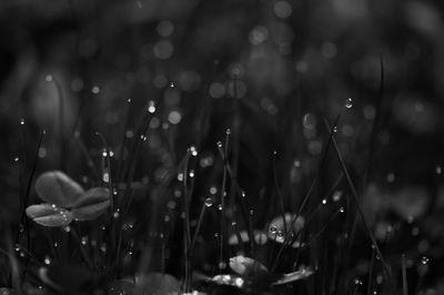 Close-up of water drops on grass