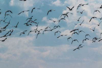 Low angle view of birds flying against sky