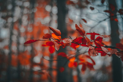 Close-up of red maple leaves on tree during autumn