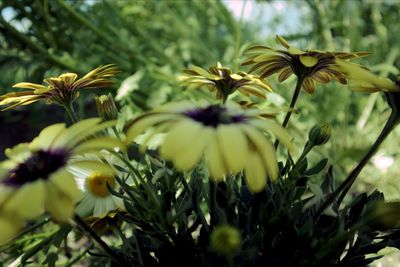 Close-up of yellow flowering plant