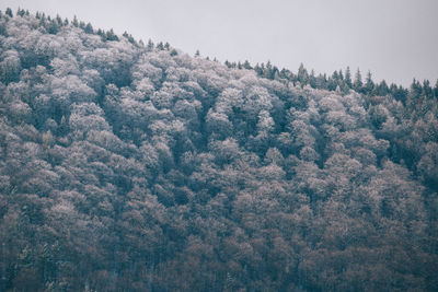Trees in forest