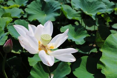 Close-up of lotus water lily