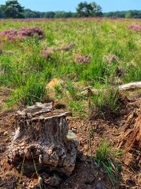 Plants growing on field