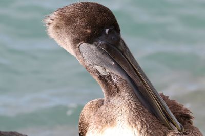 Close-up of a bird