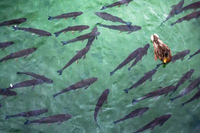 High angle view of duck and fishes swimming in sea