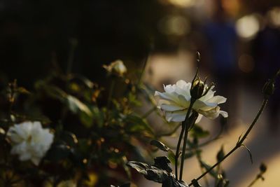 Close-up of white flowers