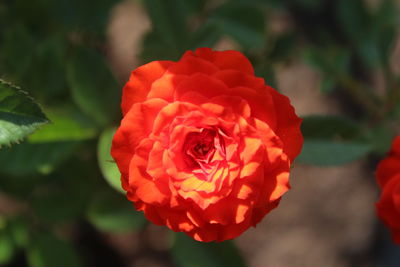 Close-up of red rose blooming outdoors