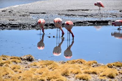 Birds drinking water in lake