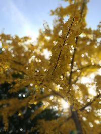 Close-up of fresh tree