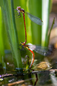 Beautiful animal couple of red dragonflies pairing in the wild nature breading and deposing eggs