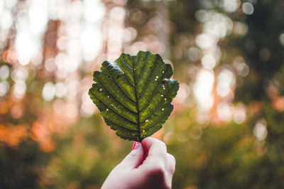 Close-up of hand holding leaf