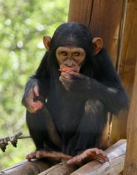 Man sitting on wood at zoo