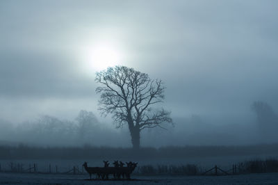 Silhouette of trees on field during foggy weather