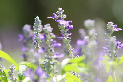 Close-up of purple flowers